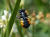 164635 – Photo : Brigitte Emmery – France (05)