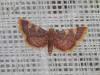 164413 – Photo : Dominique THAUVIN – France (45)