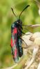 164351 – Photo : Catherine Reymonet-Smitten – France (31)