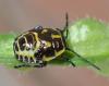 Eurydema sp.