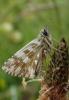 164676 – Photo : Yannick Mourgues – France (48)