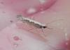 Plutella xylostella