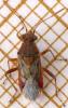 164741 – Photo : Guillaume JACQUEMIN – France (39)
