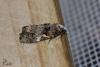 164586 – Photo : Castor – France (49)