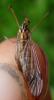 164463 – Photo : Guénael Hallart – France (02)