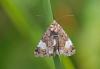 164114 – Photo : Marc Solari – France (68)