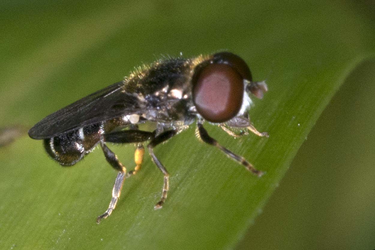 Eugène Vandebeulque - Eumerus sp. - réf. 164054 (1250 x 833 pixels, 122 ko)
