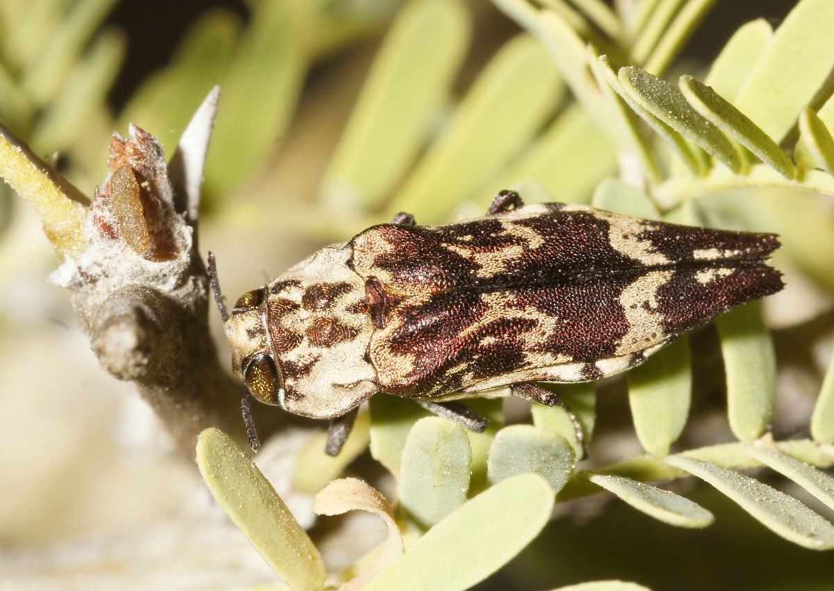 Yann Evenou - Agrilus (Agrilomorpha) venosus - réf. 164739 (1200 x 850 pixels, 210 ko)