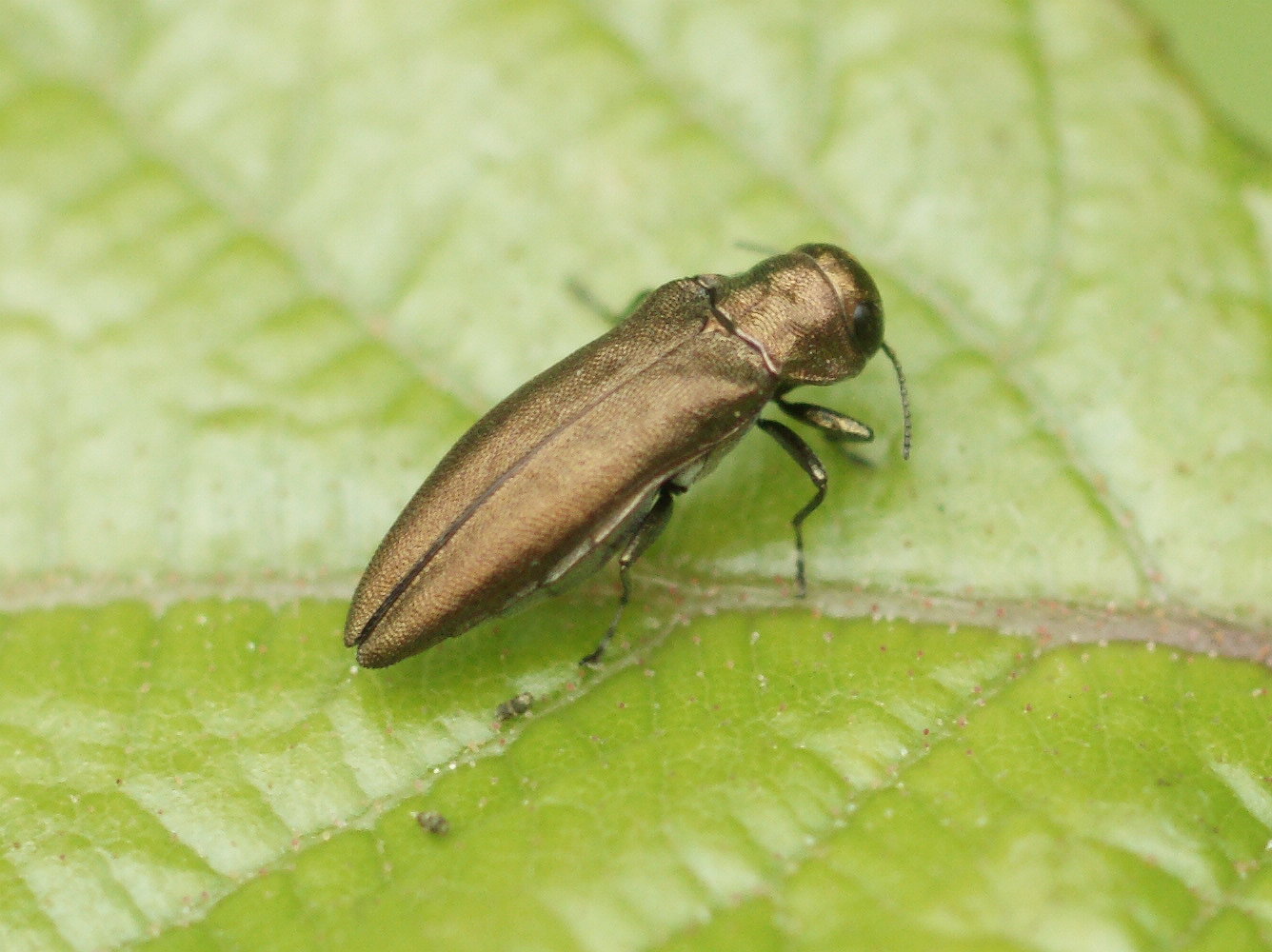 Yann Evenou - Agrilus sp. - réf. 164653 (1336 x 1000 pixels, 209 ko)