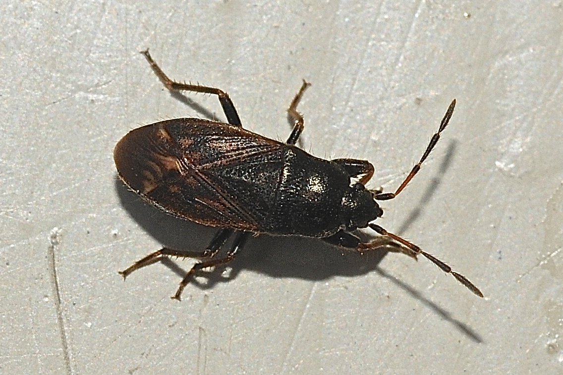 Combes Robert - Megalonotus chiragra - réf. 164143 (1136 x 757 pixels, 192 ko)