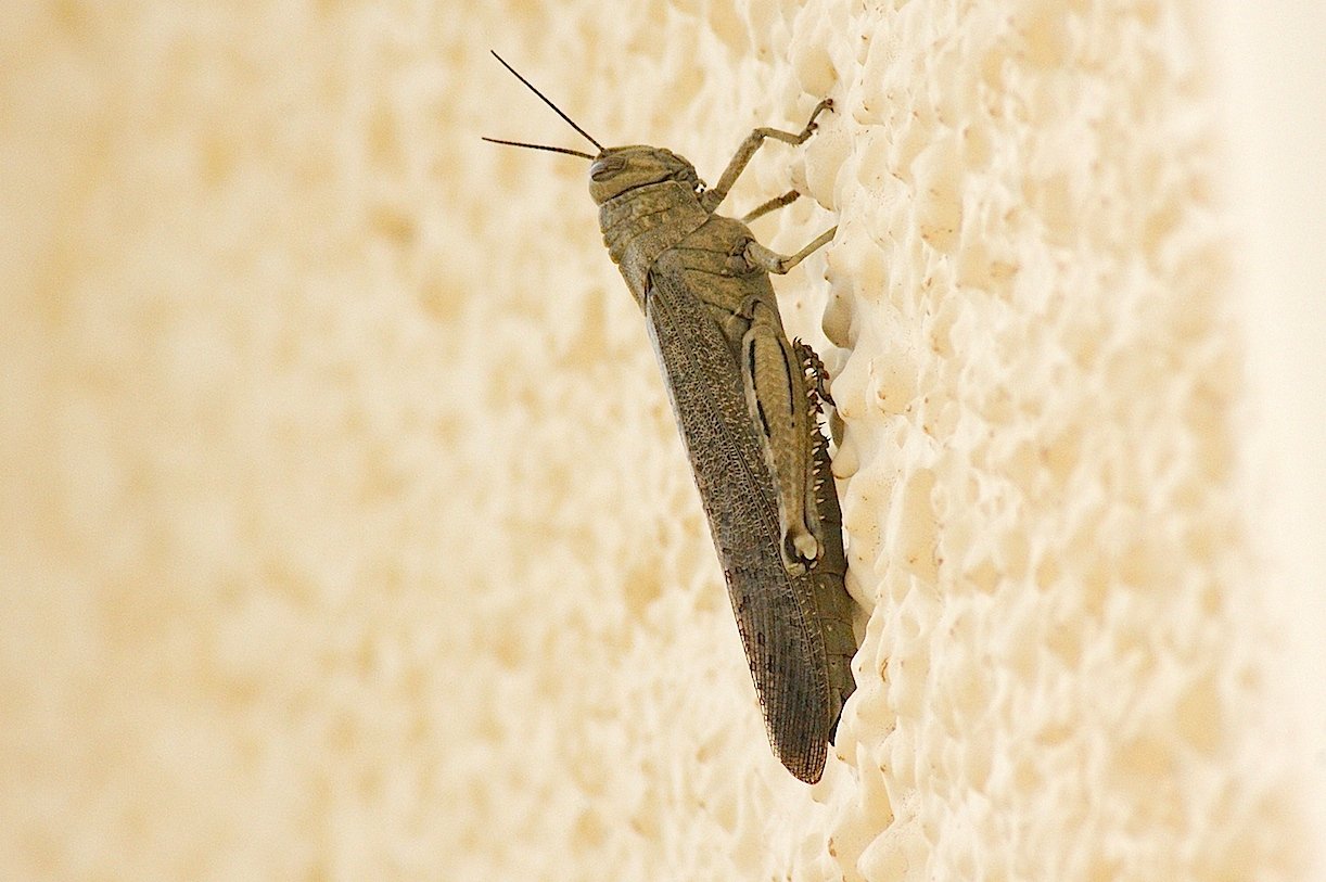 Michel Mathieu - Anacridium aegyptium - réf. 164779 (1222 x 813 pixels, 149 ko)