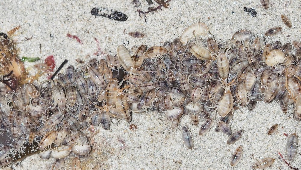 Brendan Alligand - Talitrus saltator - réf. 164214 (1000 x 565 pixels, 201 ko)