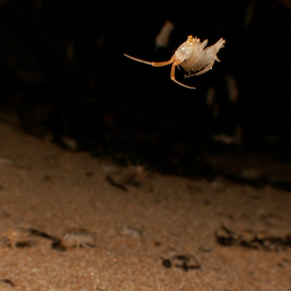 bobgaia - Talitrus saltator - réf. 164108 (1000 x 1000 pixels, 92 ko)