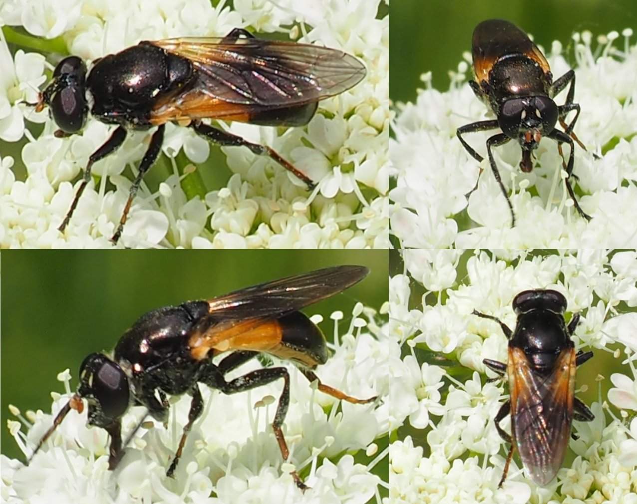 Brendan Alligand - Myolepta dubia - réf. 164126 (1276 x 1010 pixels, 212 ko)