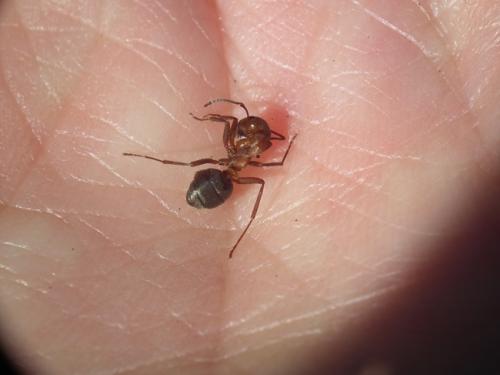 Formica sanguinea