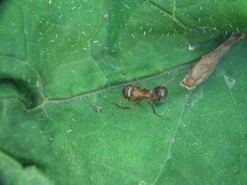 Formica sanguinea