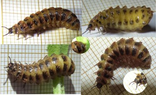 Drilus flavescens