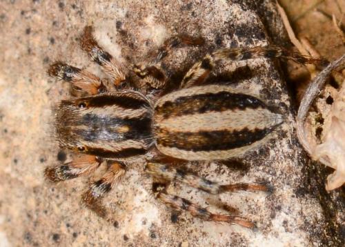 Phlegra fasciata