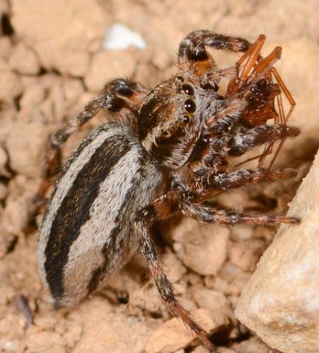 Phlegra fasciata
