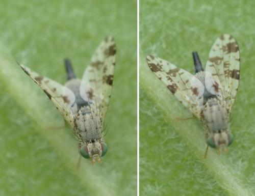 Réf. 165 025 : Tephritis sp.
