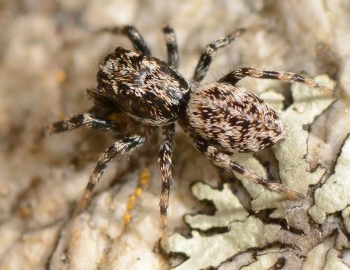 Réf. 165 468 : Salticus conjonctus