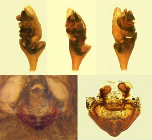 Réf. 165 675 : Erigone jugorum