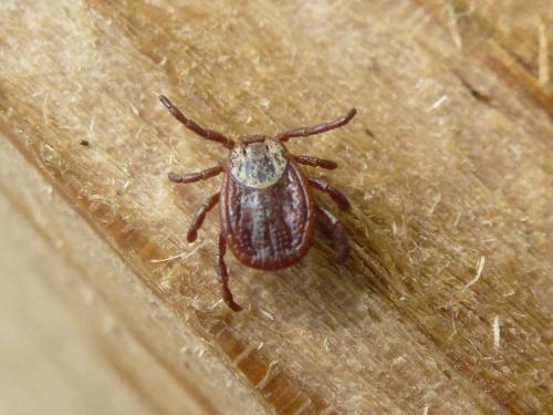 Réf. 165 024 : Dermacentor reticulatus