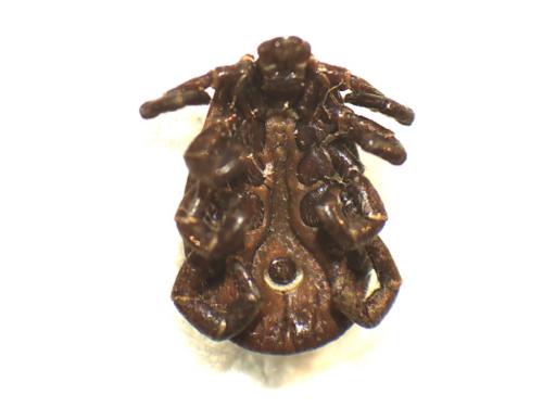 Réf. 165 032 : Dermacentor reticulatus