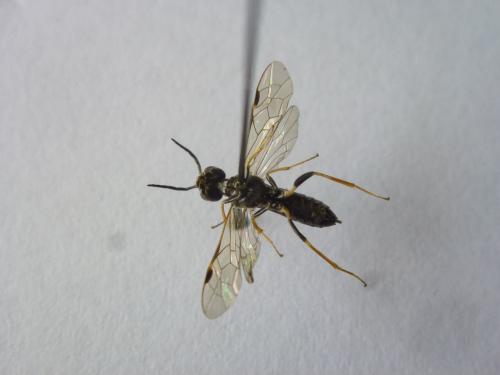 Emphytus cinctus