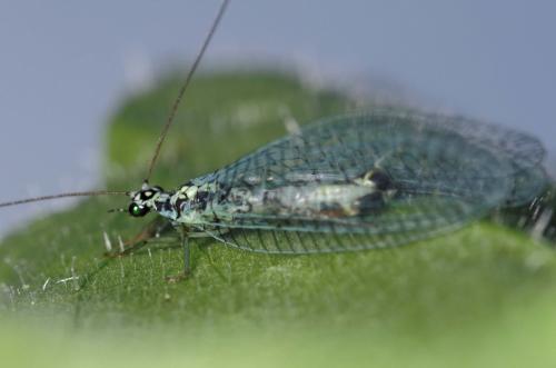 Réf. 165 070 : Chrysopa perla