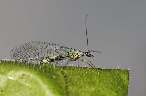Réf. 165 066 : Chrysopa perla