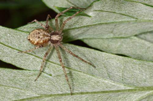Réf. 165 057 : Philodromus sp.