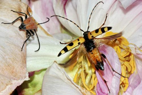 Réf. 165 624 : Rutpela maculata