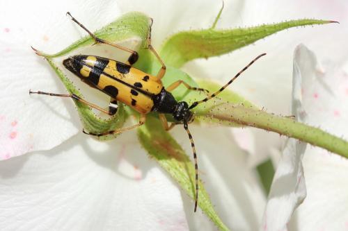 Rutpela maculata