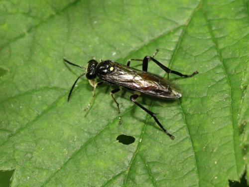 Réf. 165 226 : Macrophya militaris