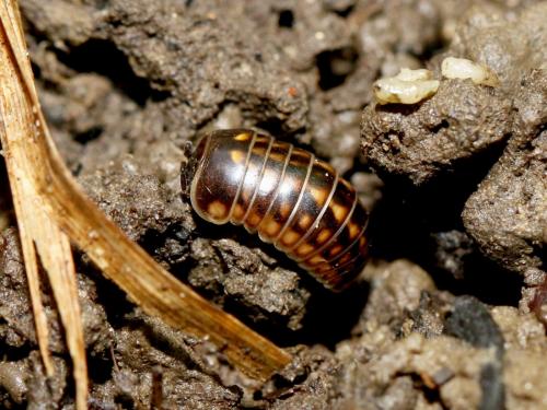 Glomeris intermedia