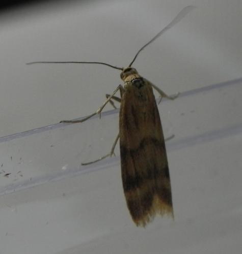 Homoeosoma sinuella