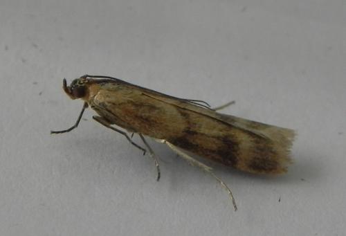 Homoeosoma sinuella
