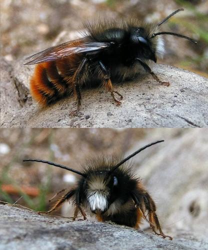 Osmia cornuta