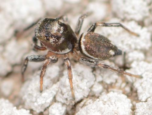 Réf. 165 546 : Heliophanus rufithorax