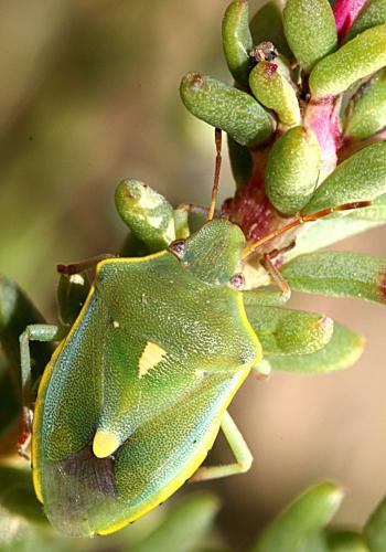 Réf. 165 184 : Brachynema purpureomarginatum purpureomarginatum
