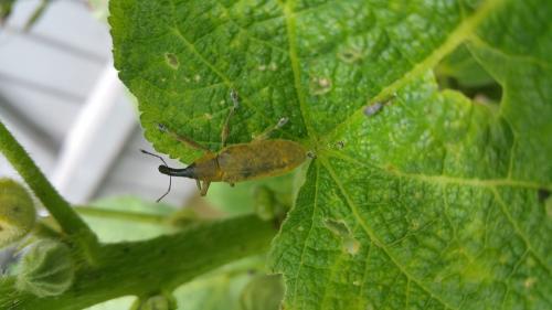 Lixus pulverulentus