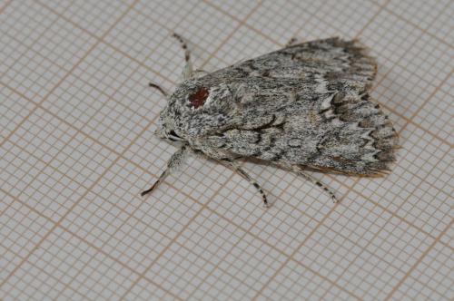 Réf. 165 777 : Acronicta aceris