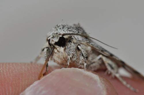 Acronicta aceris