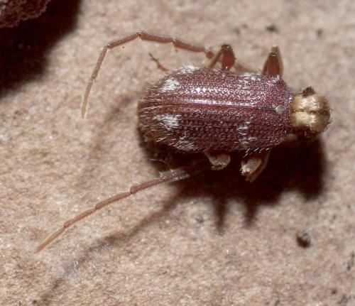 Ptinus hirticornis