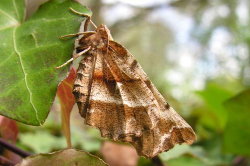Réf. 165 287 : Selenia dentaria