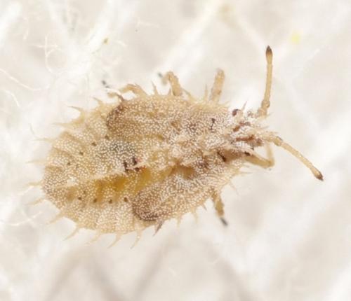 Réf. 165 039 : Tingis sp.