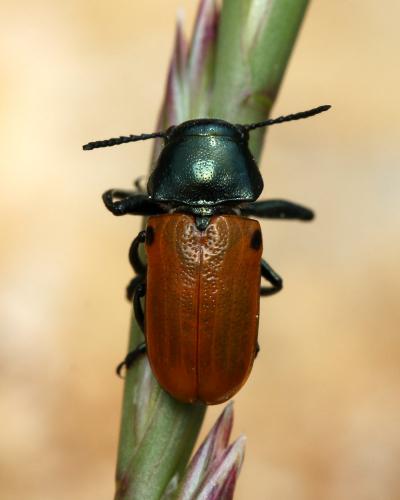 Réf. 165 137 : Labidostomis lusitanica