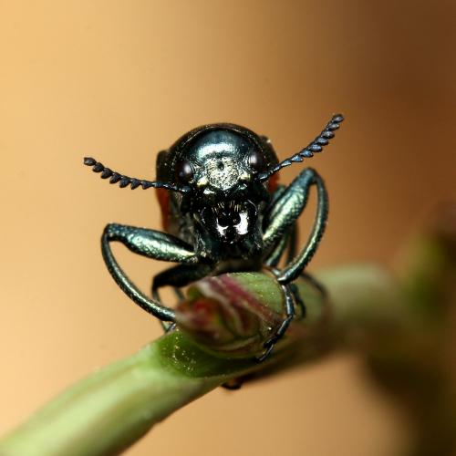 Réf. 165 138 : Labidostomis lusitanica