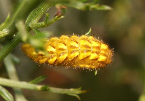 Réf. 165 191 : Callophrys rubi